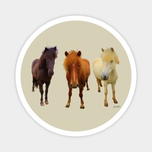 Three Icelandic horses Magnet